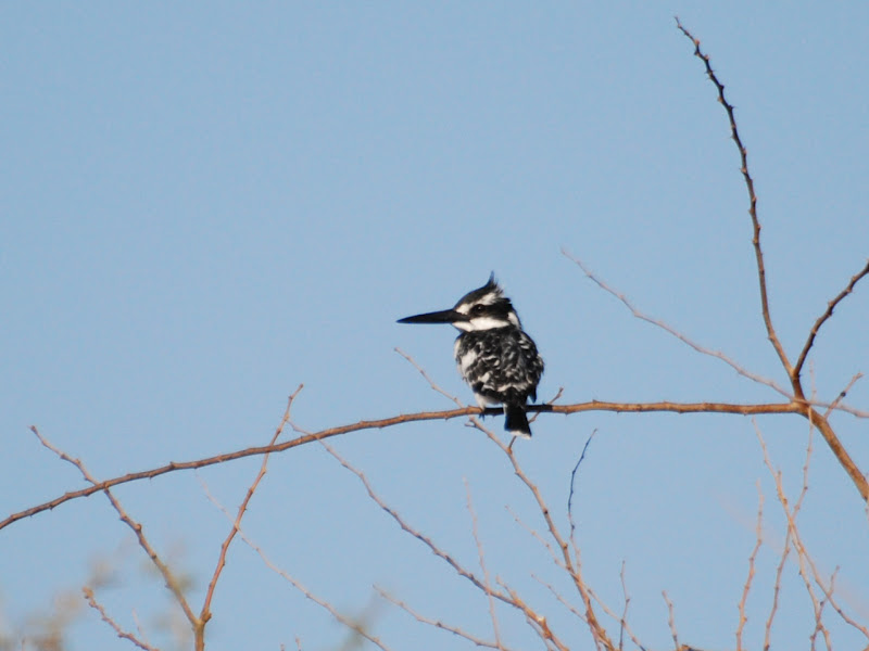 Nos amis les oiseaux Village%20Nubien