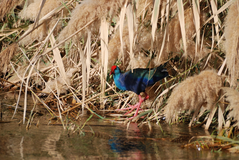 Nos amis les oiseaux Village%20Nubien%20%2834%29