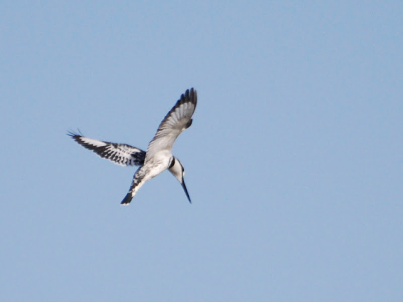 Nos amis les oiseaux Village%20Nubien%20%284%29