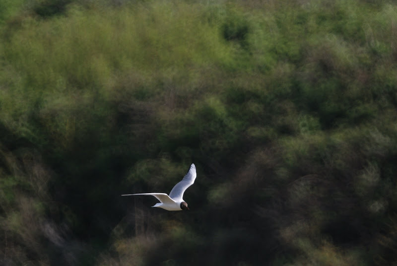 Nos amis les oiseaux Marquenterre%2029%2004%20P%20%2880%29