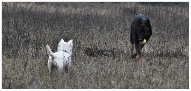 Balade avec mes deux tarées XD DSC_1200