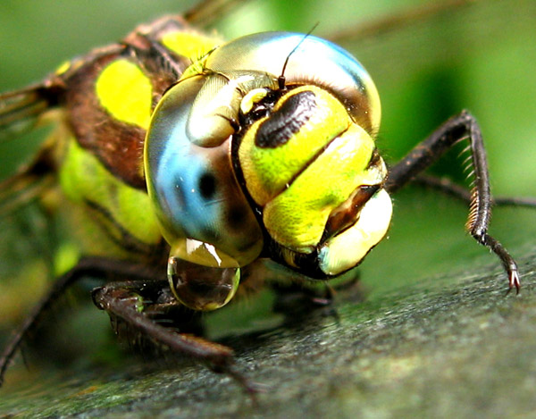  : yes (Photography) Eye-macros-dragonfly2
