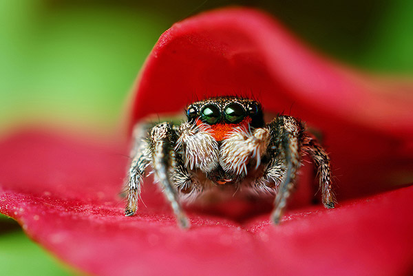 حشرهـ شكلها غريب ..  Jumping-Spider-Goes-to-a-Photo-Session-spider6