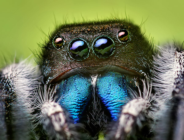 حشرهـ شكلها غريب ..  Jumping-Spider-Goes-to-a-Photo-Session-spider9