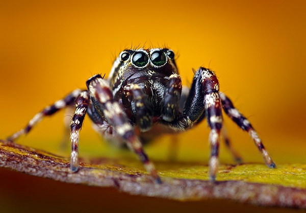 حشرهـ شكلها غريب ..  Jumping-Spider-Goes-to-a-Photo-Session-spider10