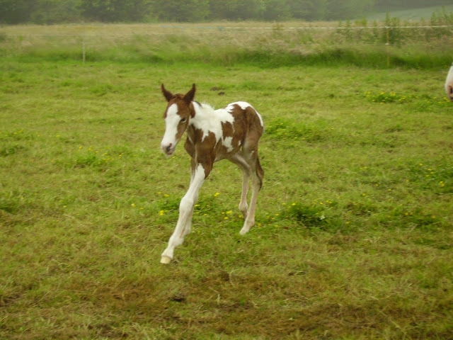 [Mes reprises] Dory's life with horses... Huhu ! - Page 39 IMGP2881