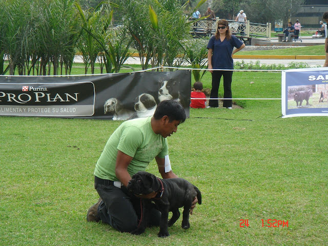 Algunas fotos del 5to match (Clase Cachorros) DSC00924