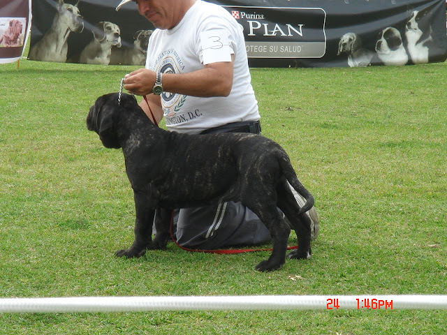 Algunas fotos del 5to match (Clase Cachorros) DSC00921