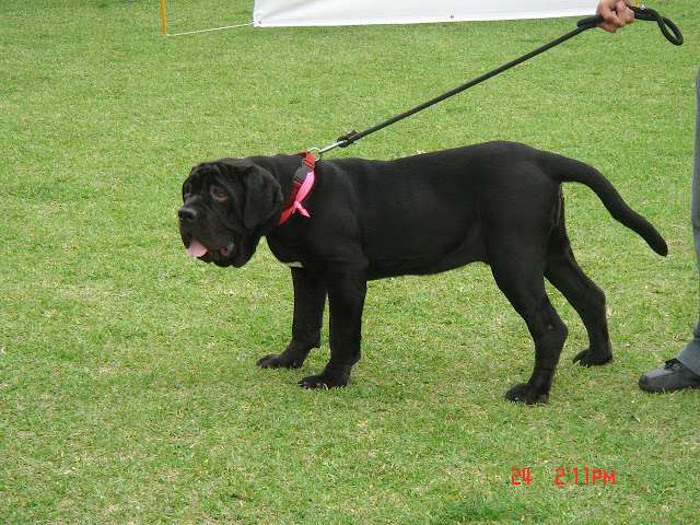 Algunas fotos del 5to match (Clase Cachorros) DSC00968