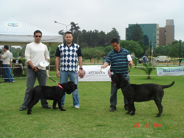 Algunas fotos del 5to match (Clase Cachorros) DSC00971