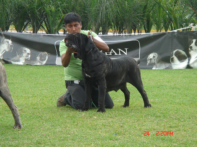 Algunas fotos del 5to match (Clase Cachorros) DSC01000