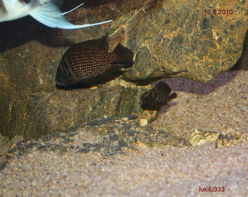 ALTOLAMPROLOGUS CALVUS IMG_1719