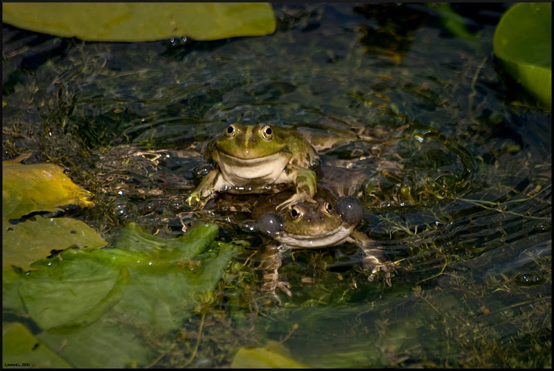 Crazy frog CRW_7397