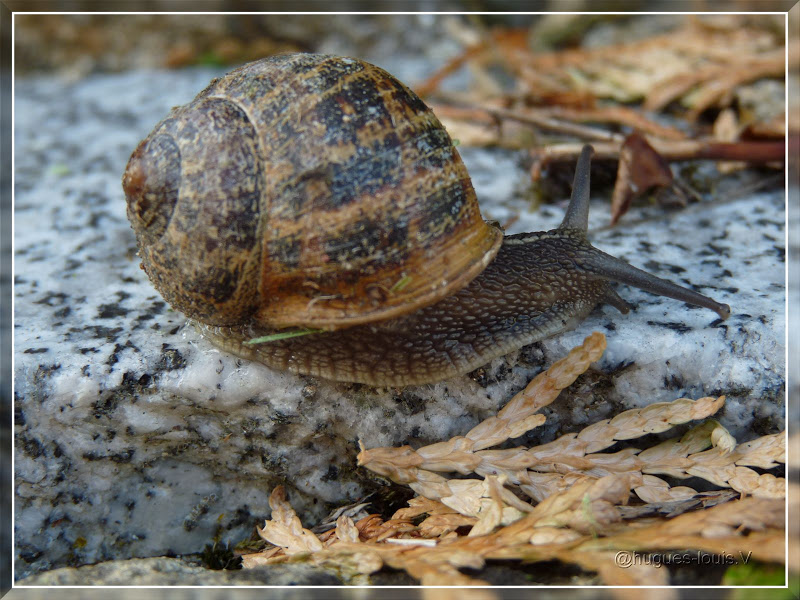 Ma toute première cueillette d’escargots … P1070447_hf