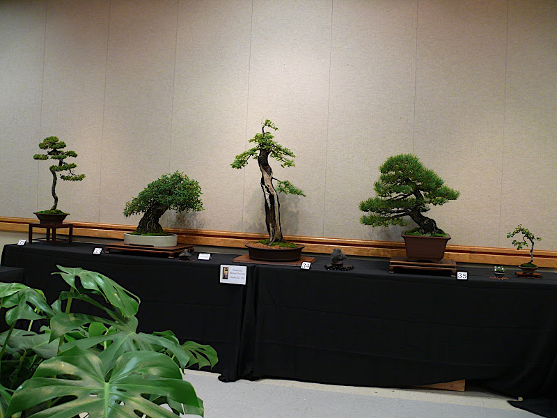 Carolina Bonsai Expo 2010 Pictures P1120945