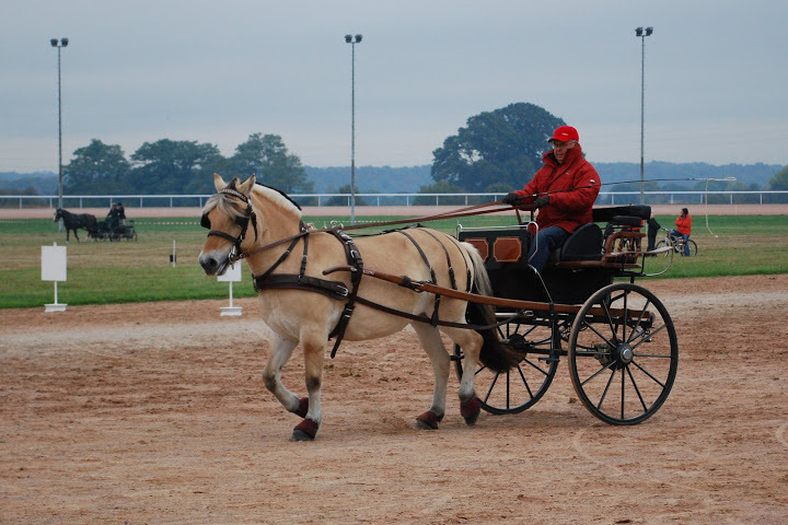 Championnat de France et journées internationales de l'attelage: Lisieux 2009 Coulisse%20%2831%29