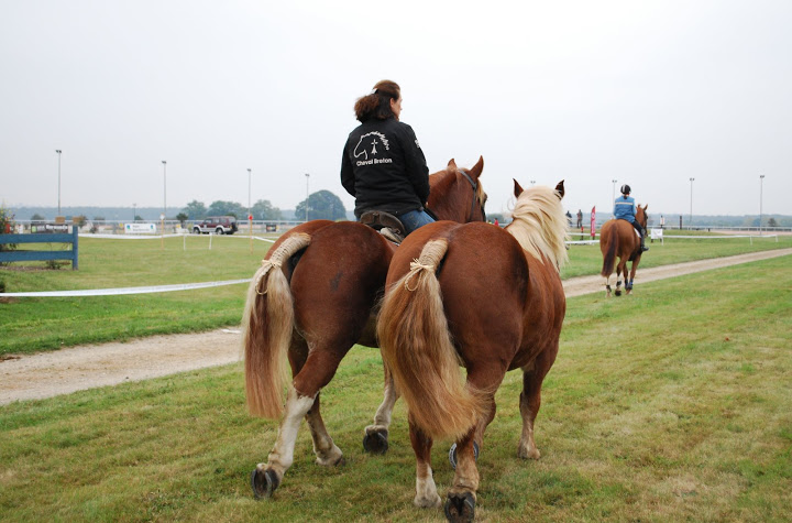 Championnat de France et journées internationales de l'attelage: Lisieux 2009 Coulisse%20%2880%29