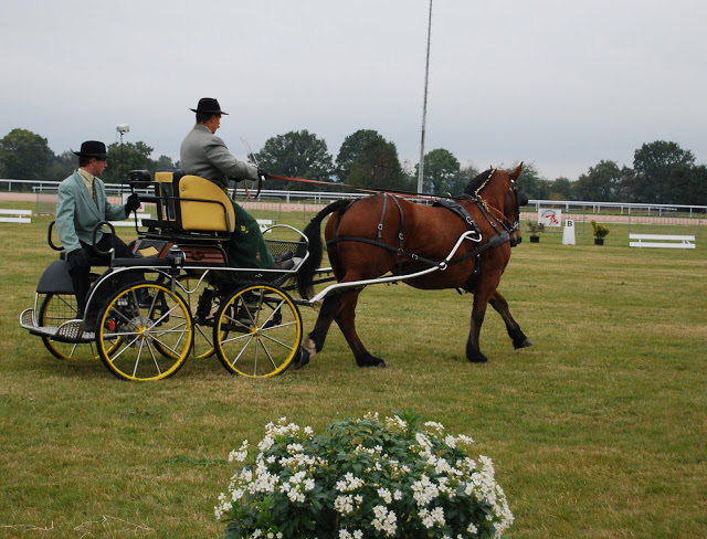 Championnat de France et journées internationales de l'attelage: Lisieux 2009 Dressage%20%2820%29