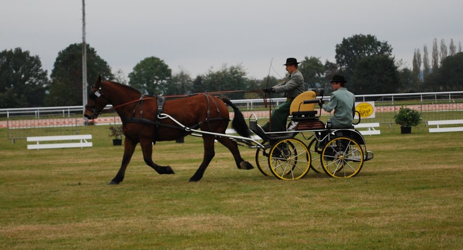 Championnat de France et journées internationales de l'attelage: Lisieux 2009 Dressage%20%2826%29