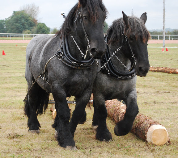 Championnat de France et journées internationales de l'attelage: Lisieux 2009 Traction%20%2840%29