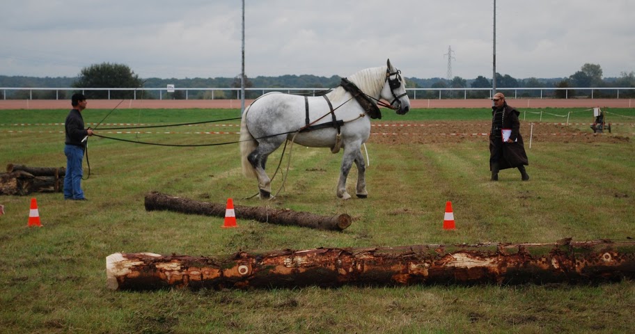 Championnat de France et journées internationales de l'attelage: Lisieux 2009 - Page 3 Traction%20%2836%29