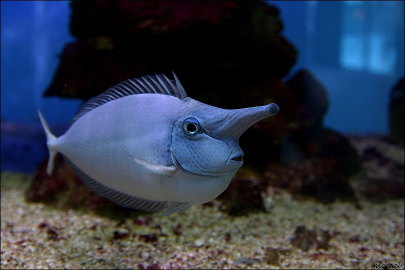 comme un poisson dans l'eau + 9 ajouts  Canetqua8