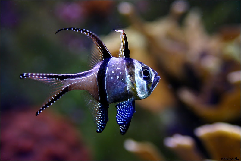 comme un poisson dans l'eau + 9 ajouts  Canetqua9