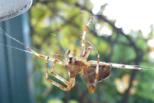 fileuse funambule P1000879-moins1IL-reduit