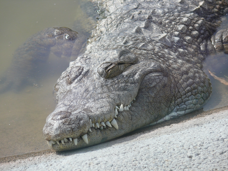 Premiers essais d'animaux au FZ-50... 2009_07_11_08_croco_3_tete_P1090080