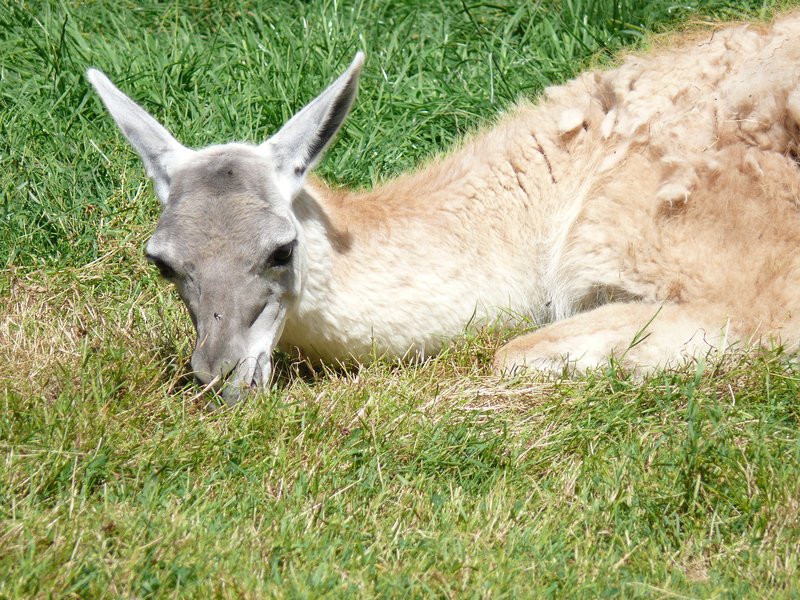 Dame Blanche 1/8 - Lamas 20090805_01_Lama_Blanc_P1120597_Fz