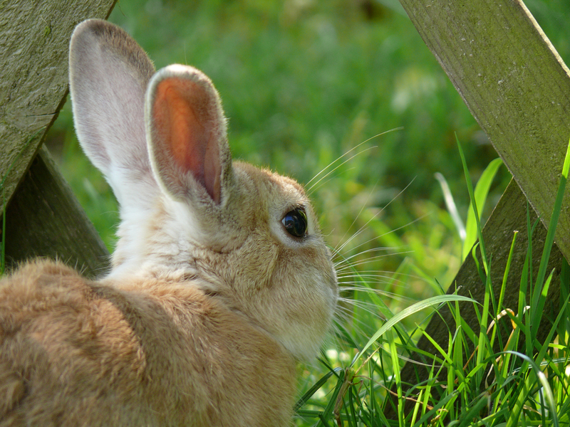 Dame Blanche 6/8 - Lapin 20090805_06_Lapin_P1120616_Fz