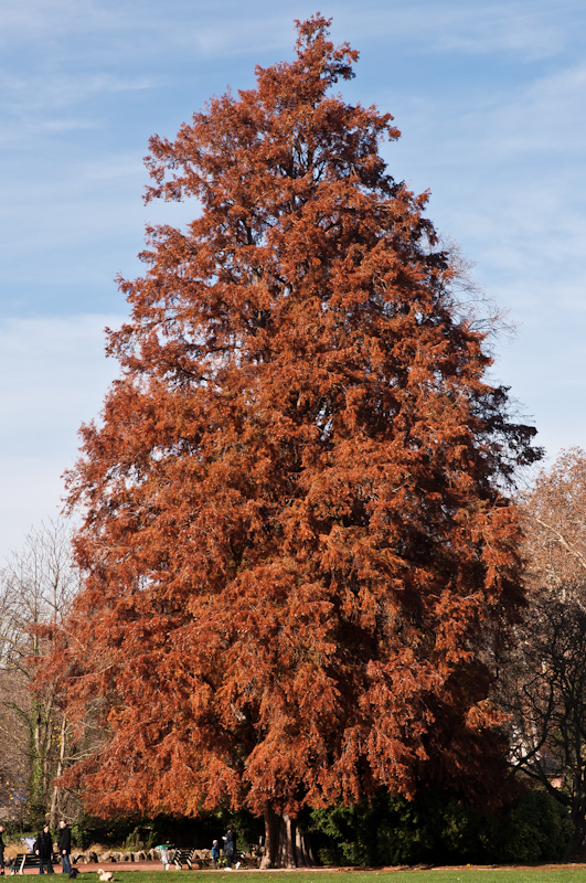 quelques arbres d'automne... 20101113_08_arbre_rouge_DSC4362-600