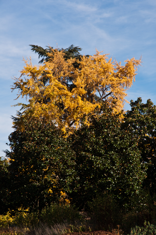 quelques arbres d'automne... 20101113_05_jaune_vert_DSC4371-600