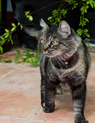 Adoptada (Bruja, preciosa gata esperando desde Junio (Madrid)) Adoptada 14092009-IMG_5882