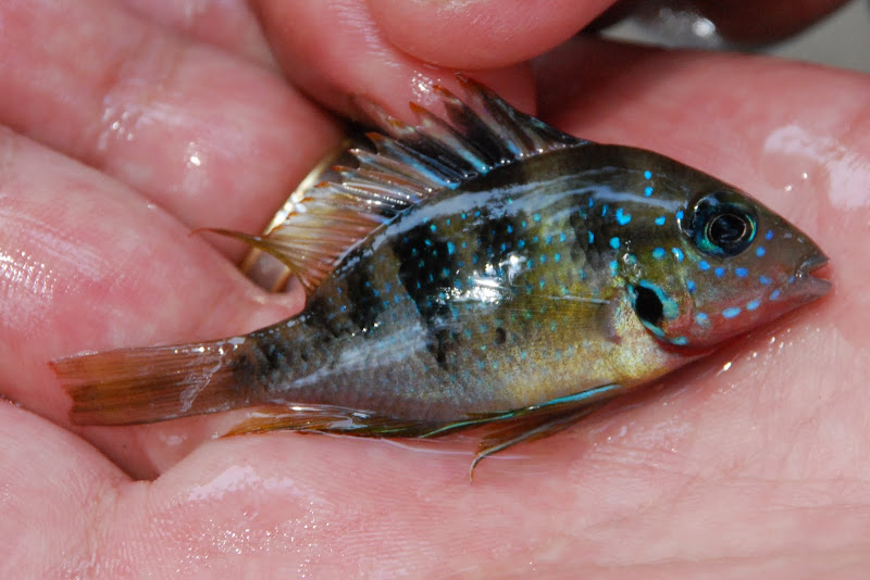 Thorichthys sp. coatzacoalcos 2010 Rio Ajal M20100405-1119-DSC_4207