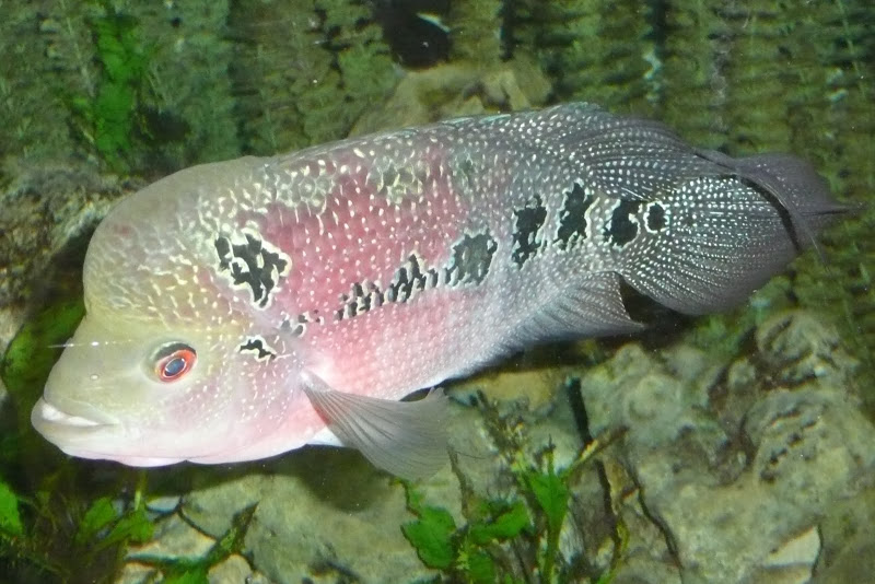 Je suis allé faire un tour dans une boutique aquariophile .. P1080919