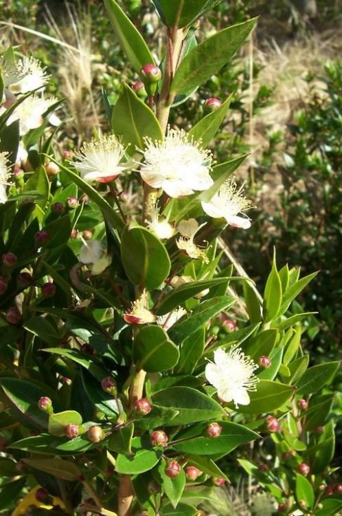 الريحان...فوائد وعلاج Myrtus_communis_13