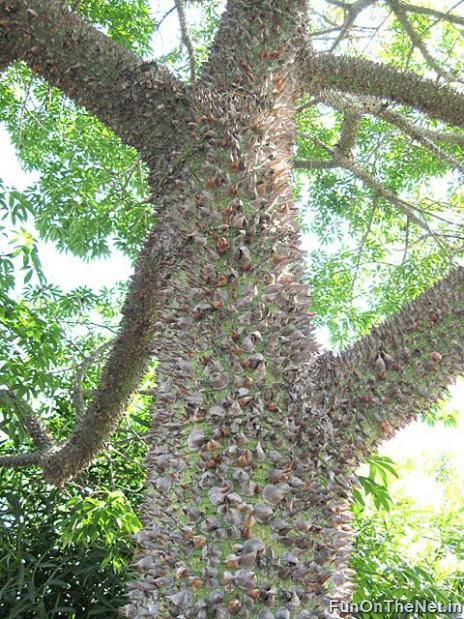 اخطر شجرة في العالم Thorny-trees-002