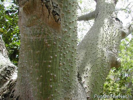 اخطر شجرة في العالم Thorny-trees-004