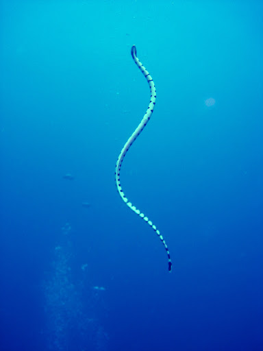 Makhluk-makhluk Beracun dan Mematikan Sea-snake-ular-laut-1