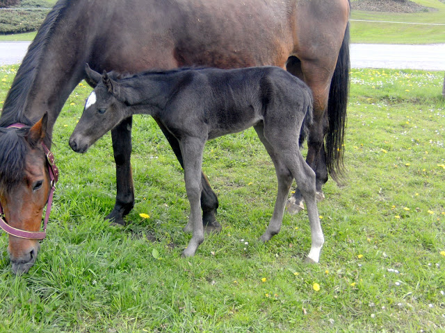 pouliche noire lusitano-dressage Ew%20045