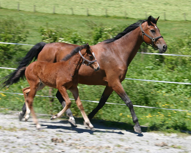 pouliche noire lusitano-dressage Dona%20044