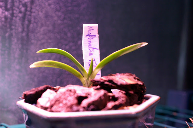 Neofinetia Falcata & Habenaria Radiata PICT1179