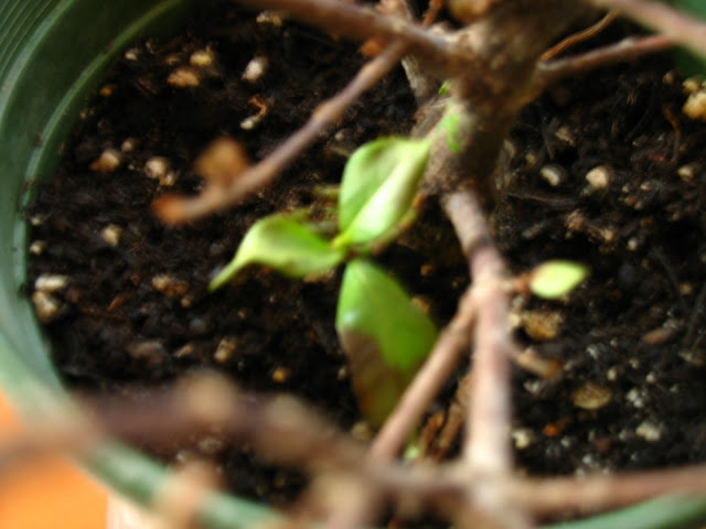 Ailing Gardenia jasminoides IMG_4444