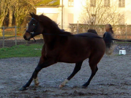 Vds mâle arabe bai 2007 (Psytadel x AS Navayah) DSC02165b