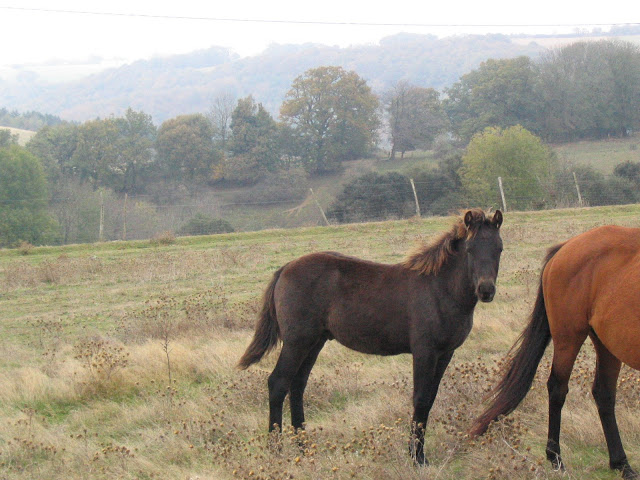 Vente de poneys, chevaux et poulains Poneys%20toussaint%20012