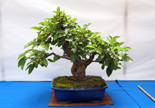 V Exposición de Bonsai y Suiseki Ciudad de Santiago - Página 3 DSC_0253