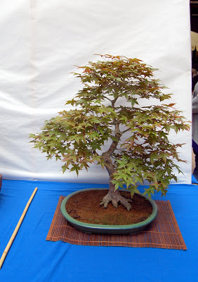 V Exposición de Bonsai y Suiseki Ciudad de Santiago - Página 3 DSC_0277