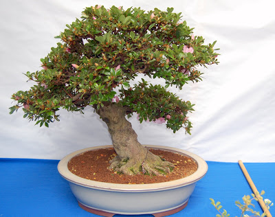 V Exposición de Bonsai y Suiseki Ciudad de Santiago - Página 3 DSC_0271