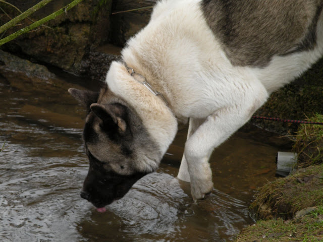 Bilou AKITA AMERICAIN ADOPTE DSCN1182